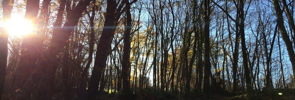 Domaine de Pessel Retreats sunlit winter woodland solitude