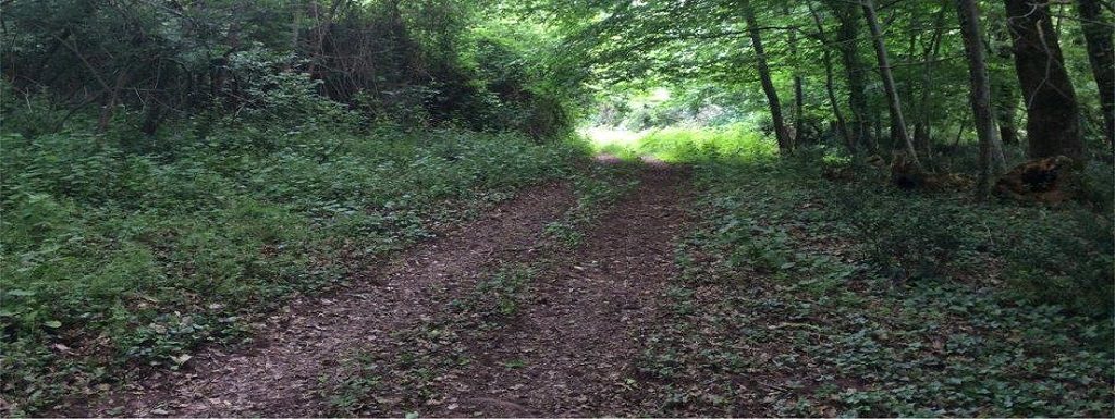 Pessel Retreat Centre tree-lined woodland tracks