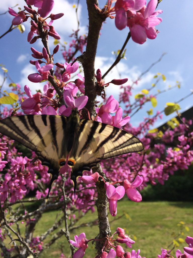 Domaine de Pessel retreats flowers and butterflies